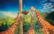 Croc Express To Australia Zoo From Gold Coast - thumb 0