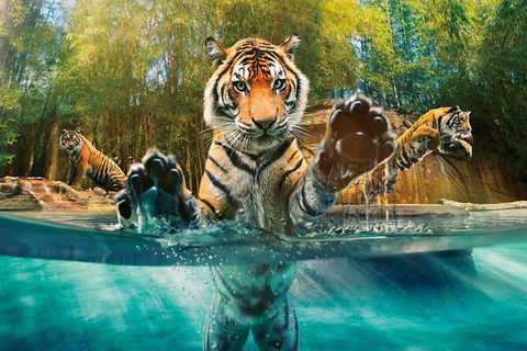 Croc Express To Australia Zoo From Gold Coast - Attractions Brisbane 5