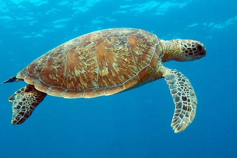 Cairns & Port Douglas All-Inclusive 7 Days Touring Package - Attractions Brisbane 1