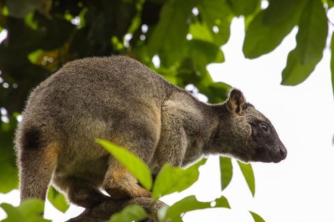 Cairns & Port Douglas All-Inclusive 7 Days Touring Package - Attractions Brisbane 8