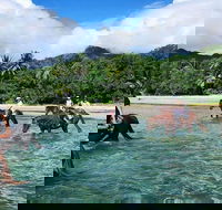 Afternoon Beach Horse Ride in Cape Tribulation - Attractions Brisbane