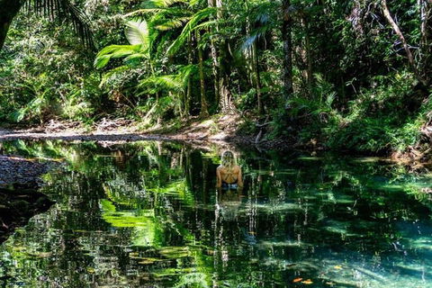 Port Douglas Daintree National Park Boutique Full-Day Tour - Attractions Brisbane 4
