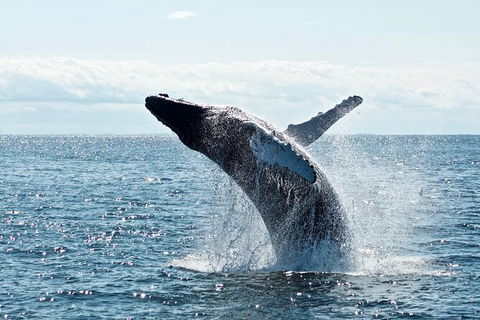 PRIVATE Whale Watching Tour - Up To 11 People In Your Group - Attractions Brisbane 0