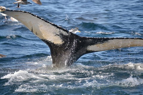 PRIVATE Whale Watching Tour - Up To 11 People In Your Group - Attractions Brisbane 2