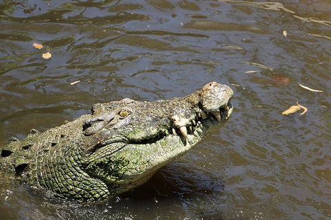 Virtual Interactive Australian Wildlife Tour With Private Guide-Wildlife Habitat - Attractions Brisbane 2