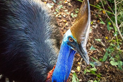 Virtual Interactive Australian Wildlife Tour With Private Guide-Wildlife Habitat - Attractions Brisbane 5