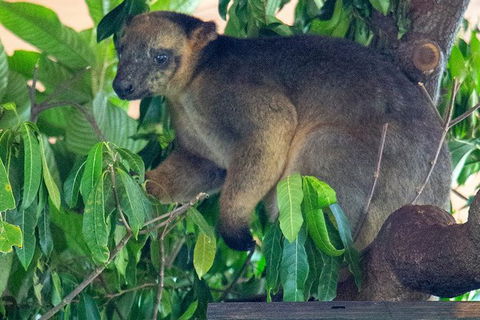 Virtual Interactive Australian Wildlife Tour With Private Guide-Wildlife Habitat - Attractions Brisbane 1