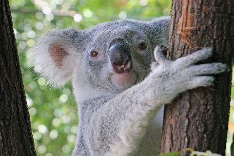 Virtual Interactive Australian Wildlife Tour With Private Guide-Wildlife Habitat - Attractions Brisbane 0