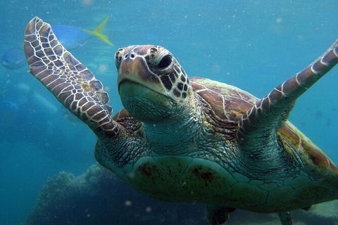 2 Night Whitsunday Islands Cruise On Atlantic Clipper From Airlie Beach - Attractions Brisbane 6