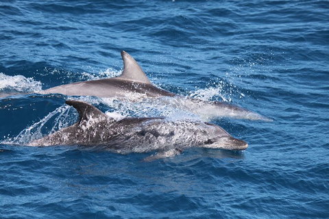 Sandy Straits Scenic & Wildlife Cruise - Attractions Brisbane 1