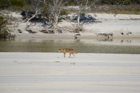 Sandy Straits Scenic & Wildlife Cruise - Attractions Brisbane 10
