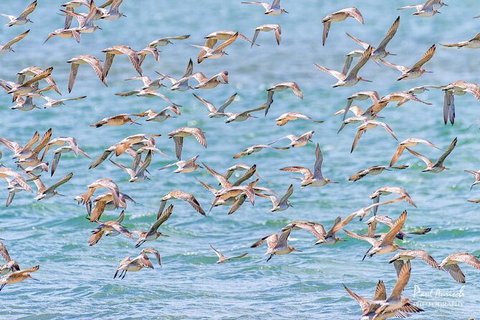 Sandy Straits Scenic & Wildlife Cruise - Attractions Brisbane 4