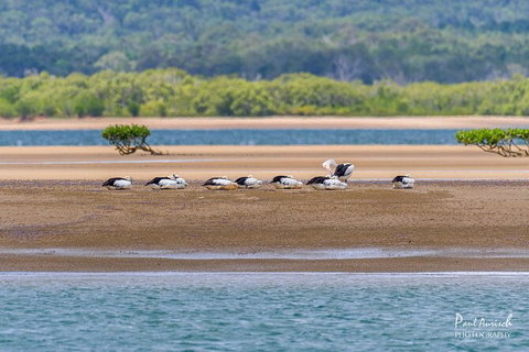 Sandy Straits Scenic & Wildlife Cruise - Attractions Brisbane 3