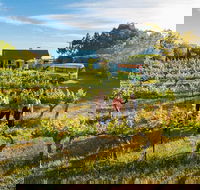 Barossa Valley Highlights from Barossa Valley Including Wine and Cheese Tasting - Attractions Brisbane