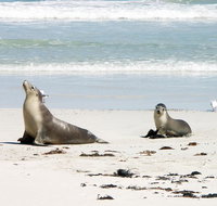Kangaroo Island Personal Group Tours - Attractions Brisbane