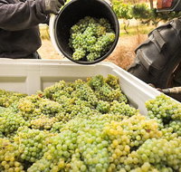 Adelaide Hills Wineries  Hahndorf - Attractions Brisbane