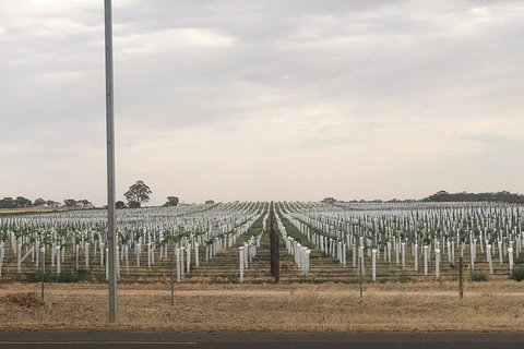 Intimate Wine Experience - Adelaide Hills - Attractions Brisbane 7