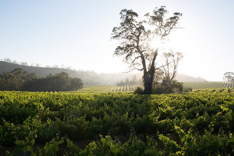 Estate Tour From Soil To Glass - Attractions Brisbane 2