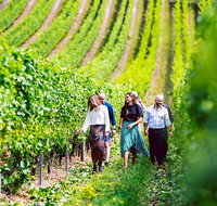 Tasmanian Wine Tour - Attractions Brisbane