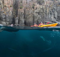 Tasman Peninsula full day kayaking tour - Attractions Brisbane