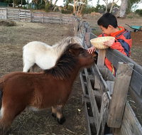 Feed/play with animals and Kayak during hobby farm tour - Attractions Brisbane
