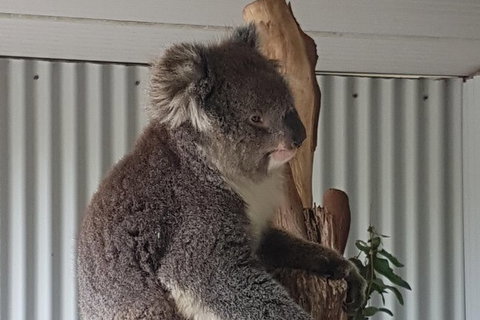 Shore Excursion: Coast, Caves And Wildlife Park - 8 Hour Tour - Attractions Brisbane 11