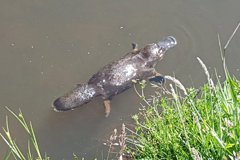 Shore Excursion: Coast, Caves And Wildlife Park - 8 Hour Tour - Attractions Brisbane 1