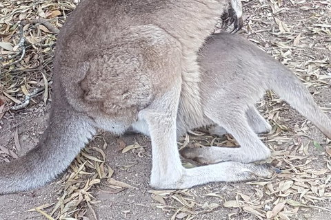 Shore Excursion: Coast, Caves And Wildlife Park - 8 Hour Tour - Attractions Brisbane 19