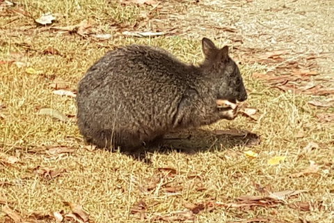 Shore Excursion: Coast, Caves And Wildlife Park - 8 Hour Tour - Attractions Brisbane 3