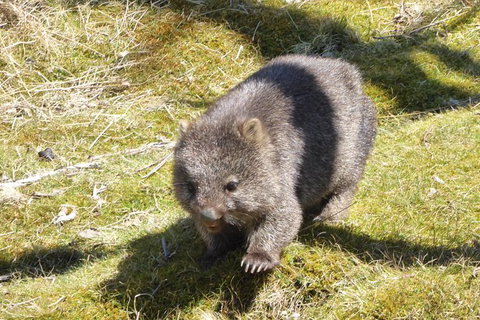 Shore Excursion: Coast, Caves And Wildlife Park - 8 Hour Tour - Attractions Brisbane 6