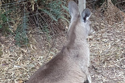 Shore Excursion: Coast, Caves And Wildlife Park - 8 Hour Tour - Attractions Brisbane 9