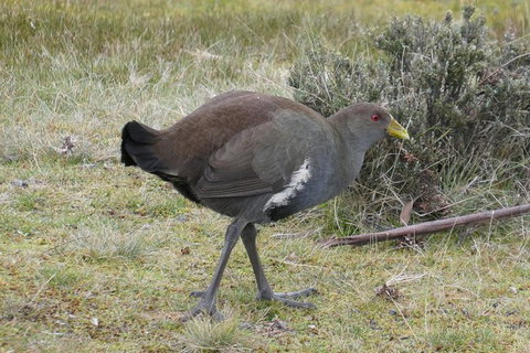 Shore Excursion: Coast, Caves And Wildlife Park - 8 Hour Tour - Attractions Brisbane 2