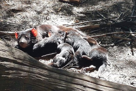 Shore Excursion: Coast, Caves And Wildlife Park - 8 Hour Tour - Attractions Brisbane 14