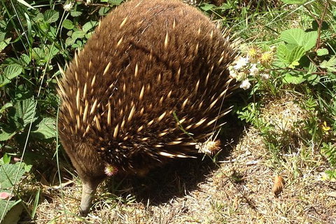 Shore Excursion: Coast, Caves And Wildlife Park - 8 Hour Tour - Attractions Brisbane 18