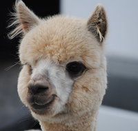 Alpaca Farm Tours with Toffeemont - Attractions Brisbane