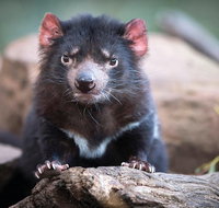 Cruise Ship Special from Hobart Richmond and Bonorong Wildlife Park Shuttle - Attractions Brisbane
