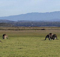 Spend a day in one of Tasmania's best wildlife National Park's - Attractions Brisbane