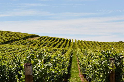Launceston Wine & Sightseeing Tours - Attractions Brisbane 3