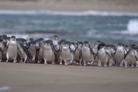 3 Day Private Tour Of Phillip Island, Great Ocean Road & Mornington Peninsula - Attractions Brisbane 5