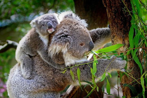 3 Day Private Tour Of Phillip Island, Great Ocean Road & Mornington Peninsula - Attractions Brisbane 3