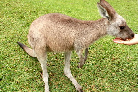 3 Day Private Tour Of Phillip Island, Great Ocean Road & Mornington Peninsula - Attractions Brisbane 4