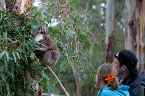 3 Day Private Tour Of Phillip Island, Great Ocean Road & Mornington Peninsula - Attractions Brisbane 2