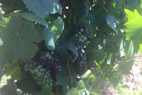 Yarra Valley Wine Tasting Tour - Attractions Brisbane 4