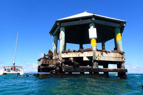 Sailing Cruise With Seals - Attractions Brisbane 1