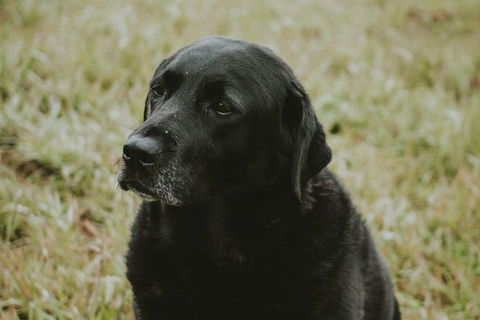 Daylesford Private, Corporate, Group Wine Tours: Wine, Cider, Gin, Vodka, Port! - Attractions Brisbane 4