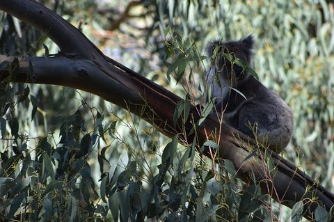 Great Ocean Road Tour Plus Koalas, Forest Walk And Morning Tea. - Attractions Brisbane 2