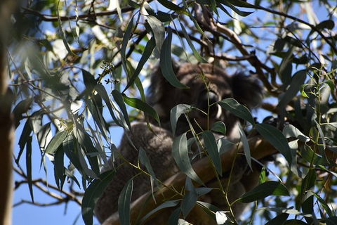 Great Ocean Road Tour Plus Koalas, Forest Walk And Morning Tea. - Attractions Brisbane 6