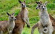 Healesville Sanctuary And Phillip Island Wildlife Bus Tour - thumb 5