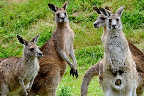 Healesville Sanctuary And Phillip Island Wildlife Bus Tour - Attractions Brisbane 5