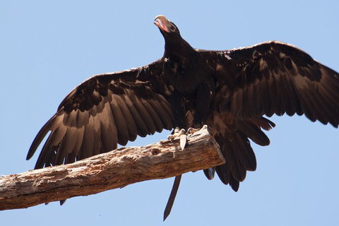 Healesville Sanctuary And Phillip Island Wildlife Bus Tour - Attractions Brisbane 3